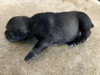 Paul, a male Standard Schnauzer for sale in Glasco, KS – Photo 1 of 3