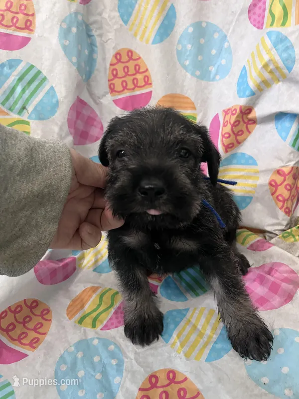 Paul – Standard Schnauzer puppy for sale in Glasco, KS