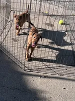 Issac, a male Irish Terrier for sale in Glasco, KS – 3 of 7