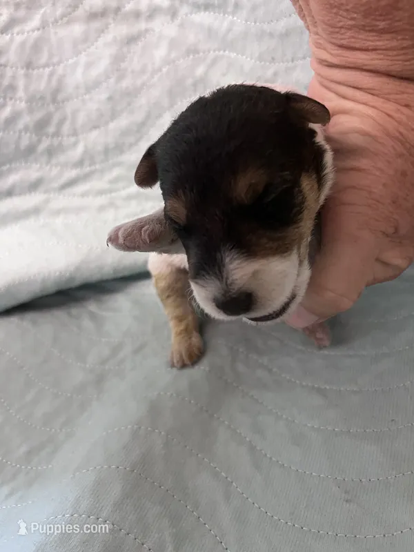 Wanda - AKC – Wire Fox Terrier puppy for sale in Glasco, KS