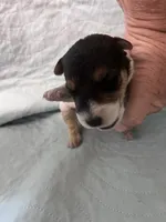 Wanda - AKC, a female Wire Fox Terrier for sale in Glasco, KS – 1 of 7