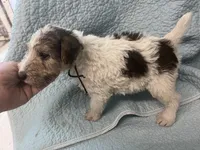 Willow - AKC, a female Wire Fox Terrier for sale in Glasco, KS – 3 of 3