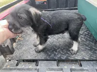 Paisley, a male Standard Schnauzer for sale in Glasco, KS – Photo 2 of 8