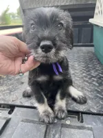 Paisley, a male Standard Schnauzer for sale in Glasco, KS – Photo 3 of 8