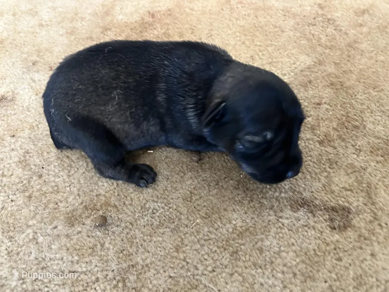 Paisley, a male Standard Schnauzer for sale in Glasco, KS – Photo 1 of 3