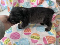 Paisley, a male Standard Schnauzer for sale in Glasco, KS – Photo 6 of 8