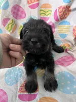 Paisley, a male Standard Schnauzer for sale in Glasco, KS – Photo 4 of 8