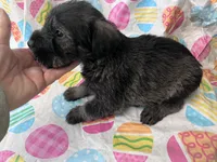 Paisley, a male Standard Schnauzer for sale in Glasco, KS – Photo 5 of 8