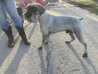 Paisley, a male Standard Schnauzer for sale in Glasco, KS – Photo 2 of 3