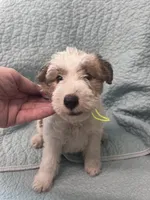 Wilma - AKC, a female Wire Fox Terrier for sale in Glasco, KS – 2 of 3