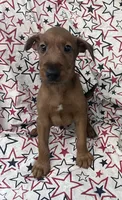 Issac, a male Irish Terrier for sale in Glasco, KS – 4 of 7