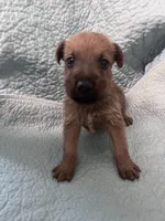Danny - AKC, a male Irish Terrier for sale in Glasco, KS – 2 of 4
