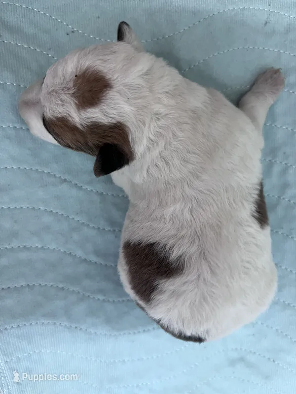 Wini  – Wire Fox Terrier puppy for sale in Glasco, KS