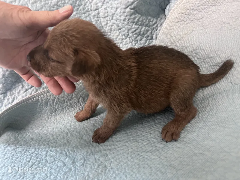 Danny - AKC – Irish Terrier puppy for sale in Glasco, KS
