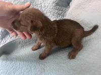 Danny - AKC, a male Irish Terrier for sale in Glasco, KS – 1 of 4