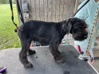 HOLD Brody. AKC, a male Standard Schnauzer for sale in Glasco, KS – 5 of 9