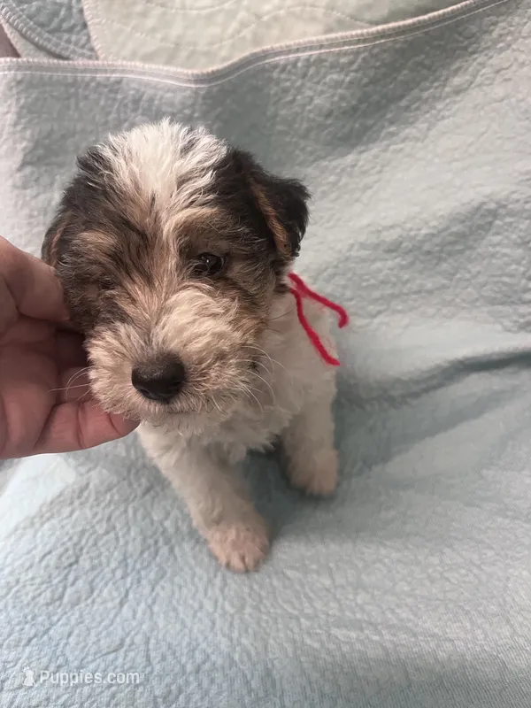 Wilma - AKC – Wire Fox Terrier puppy for sale in Glasco, KS