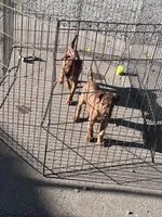 Ian, a male Irish Terrier for sale in Glasco, KS – 2 of 10