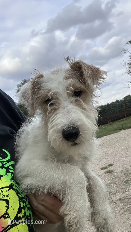 Wilma - AKC – Wire Fox Terrier puppy for sale in Glasco, KS