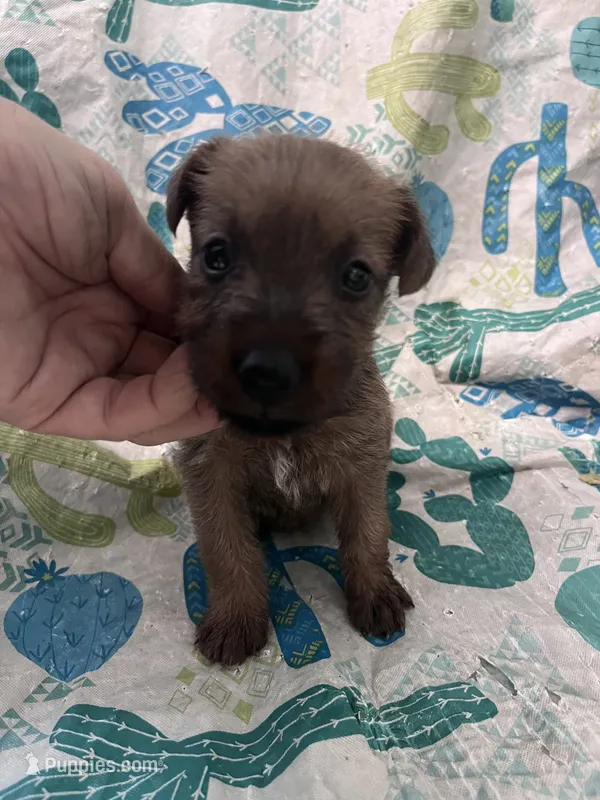 Dolly - AKC – Irish Terrier puppy for sale in Glasco, KS