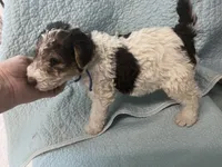Wesley - AKC, a male Wire Fox Terrier for sale in Glasco, KS – 2 of 7