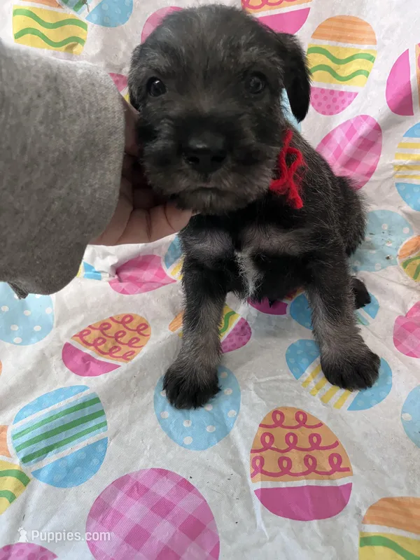 Parker – Standard Schnauzer puppy for sale in Glasco, KS