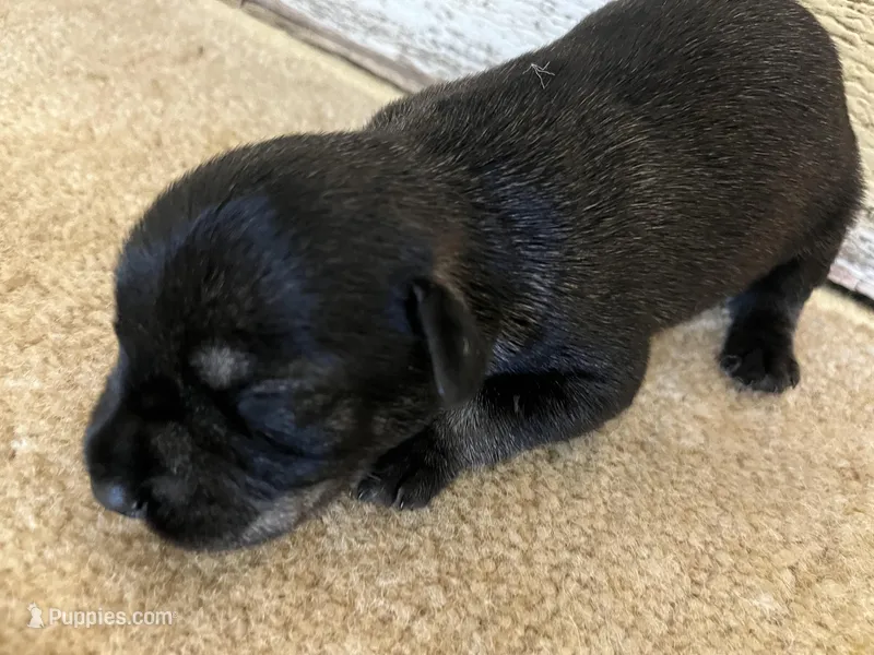 Parker, a male Standard Schnauzer for sale in Glasco, KS – Photo 1 of 3