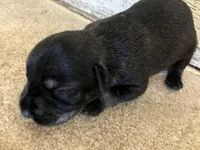 Parker, a male Standard Schnauzer for sale in Glasco, KS – Photo 1 of 3