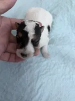 Wanda, a female Wire Fox Terrier for sale in Glasco, KS – 1 of 5