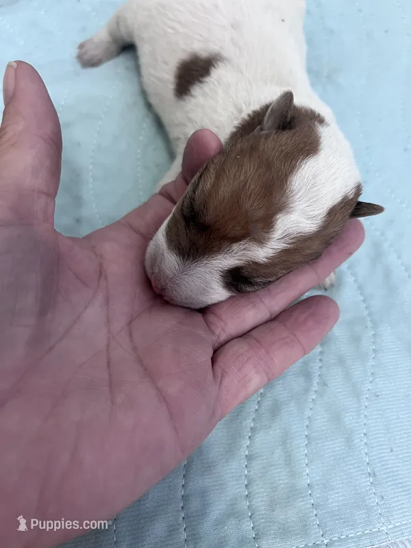 Willa – Wire Fox Terrier puppy for sale in Glasco, KS
