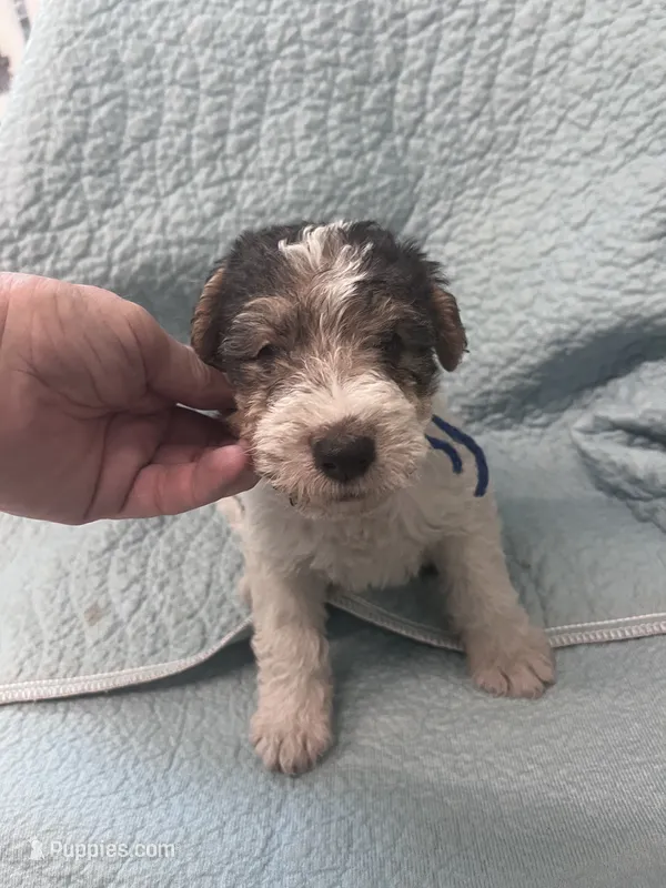 Wesley - AKC – Wire Fox Terrier puppy for sale in Glasco, KS