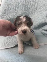 Wesley - AKC, a male Wire Fox Terrier for sale in Glasco, KS – 1 of 7