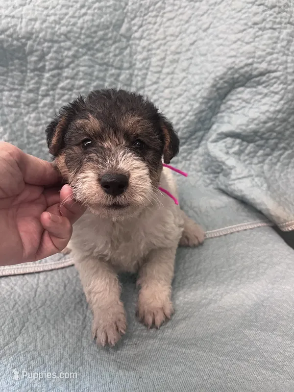 Wanda - AKC – Wire Fox Terrier puppy for sale in Glasco, KS