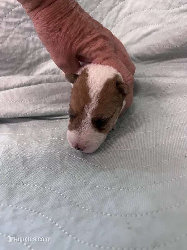 Willa - AKC – Wire Fox Terrier puppy for sale in Glasco, KS