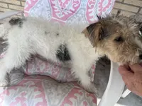Willow - AKC, a female Wire Fox Terrier for sale in Glasco, KS – 2 of 3