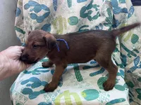 Ian, a male Irish Terrier for sale in Glasco, KS – 4 of 5
