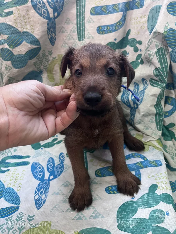 Ian – Irish Terrier puppy for sale in Glasco, KS
