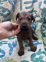 Ian, a male Irish Terrier for sale in Glasco, KS – 1 of 5