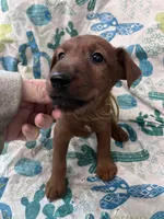 Isaiah, a male Irish Terrier for sale in Glasco, KS – Photo 2 of 3