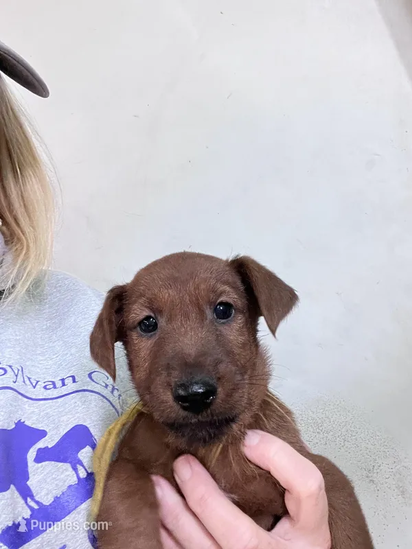 Isaiah – Irish Terrier puppy for sale in Glasco, KS