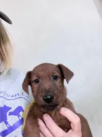 Isaiah, a male Irish Terrier for sale in Glasco, KS – Photo 1 of 3