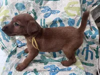 Isaiah, a male Irish Terrier for sale in Glasco, KS – Photo 3 of 3