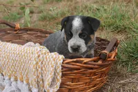 Hurly-Burly, a male Australian Cattle Dog for sale in Remington, IN – 4 of 6