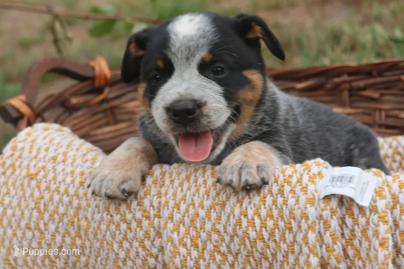 Hurly-Burly – Australian Cattle Dog puppy for sale in Remington, IN