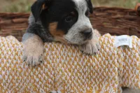 Hurly-Burly, a male Australian Cattle Dog for sale in Remington, IN – 3 of 6