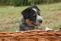 Daisy, a female Australian Cattle Dog for sale in Remington, IN – 3 of 8