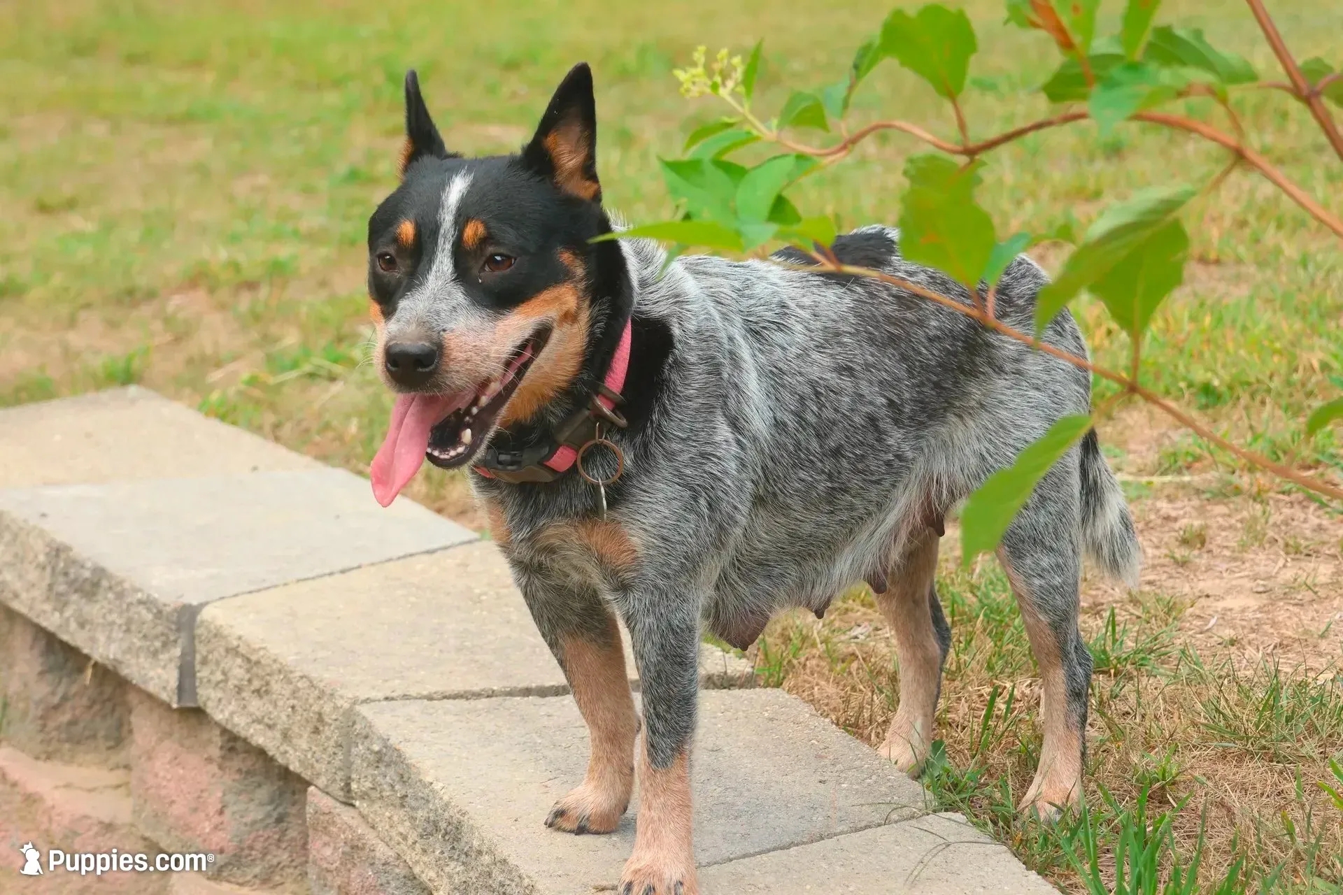 Daisy, a female Australian Cattle Dog for sale in Remington, IN – 8 of 8