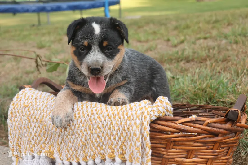 Daisy – Australian Cattle Dog puppy for sale in Remington, IN