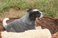Hurly-Burly, a male Australian Cattle Dog for sale in Remington, IN – 5 of 6