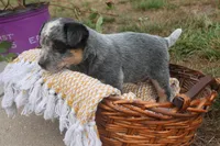 Butterball, a female Australian Cattle Dog for sale in Remington, IN – 2 of 6